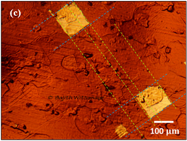 Single Crystalline Graphene by Low-Pressure CVD Method Sajith Withanage_3